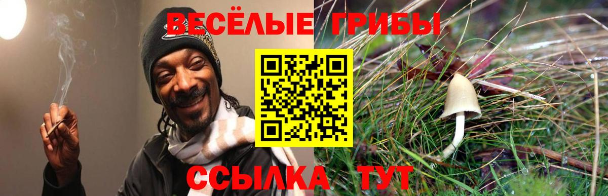 Алейск  где купить   Вход с VPN  Галлюциногенные грибы Cubensis 